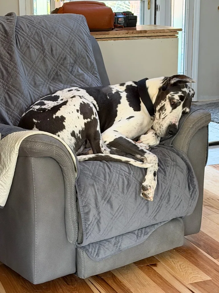 Great Dane sleeping on a recliner