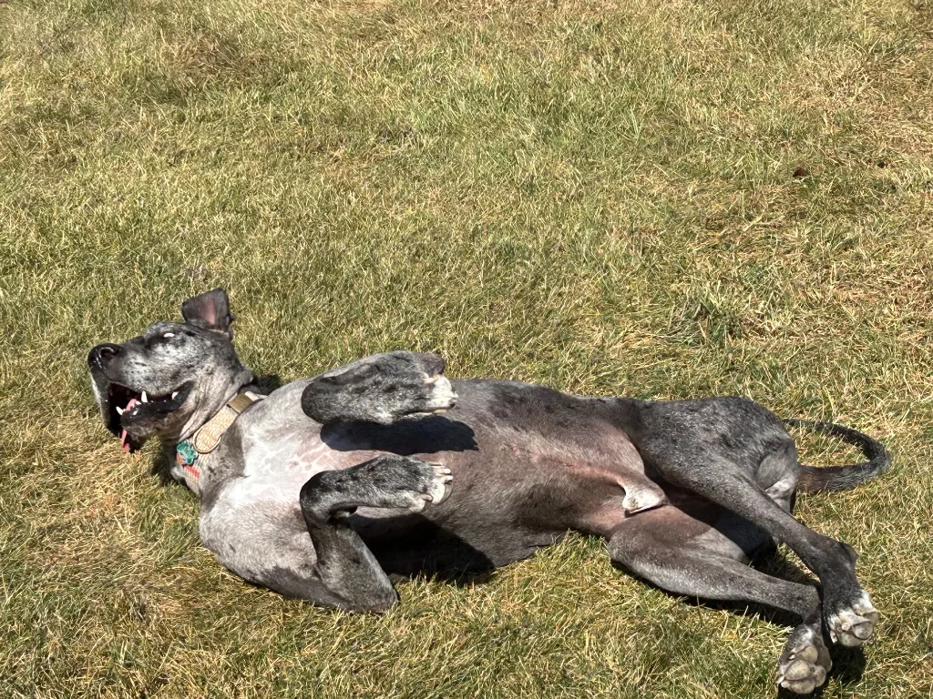 Great Dane rolling in the grass